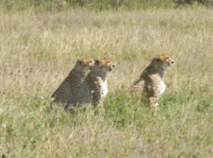 3 Cougars created a safari mob scene