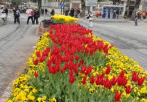 Tulips were in their full radiant bloom