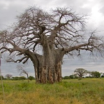 The African Baobab trees are alive and used by animals for food and water.