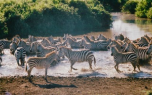 Zebra herd splashing at water hole